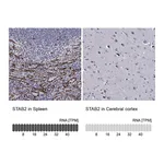 Atlas Antibodies Anti-STAB2 Antibody