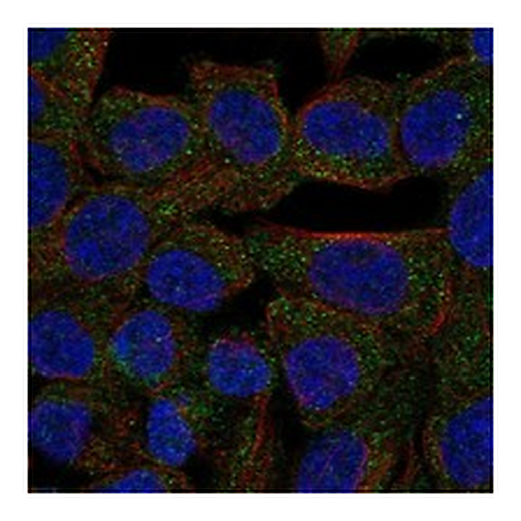 Atlas Antibodies Anti-STAC2 Antibody