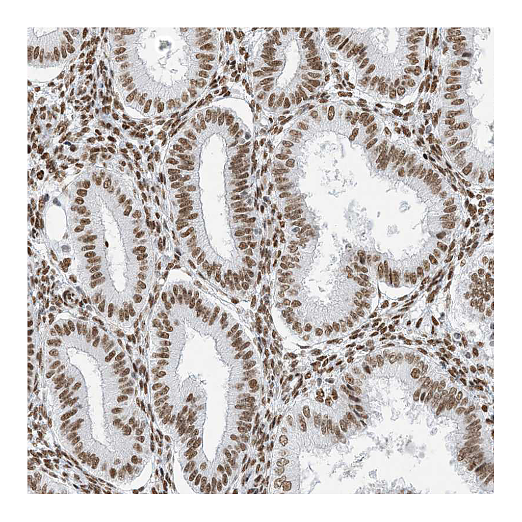 Atlas Antibodies Anti-STAG1 Antibody