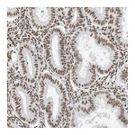 Atlas Antibodies Anti-STAG1 Antibody