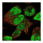 Atlas Antibodies Anti-STAC3 Antibody