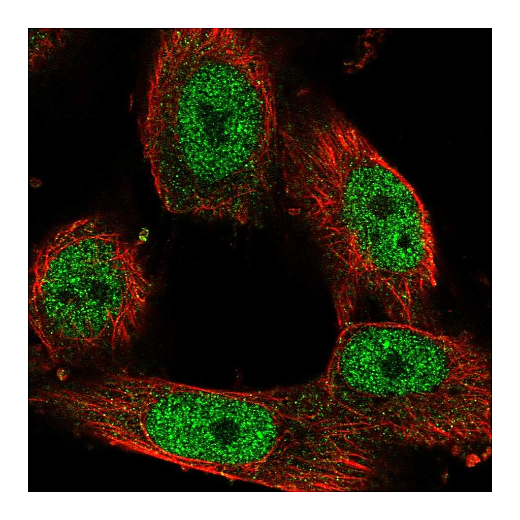 Atlas Antibodies Anti-STAG1 Antibody