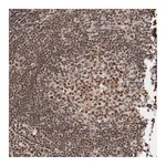 Atlas Antibodies Anti-STAG2 Antibody