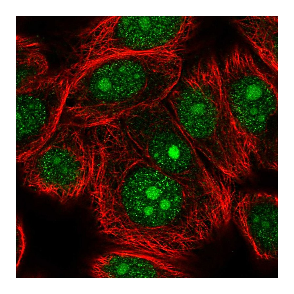 Atlas Antibodies Anti-STAG3 Antibody
