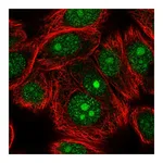 Atlas Antibodies Anti-STAG3 Antibody