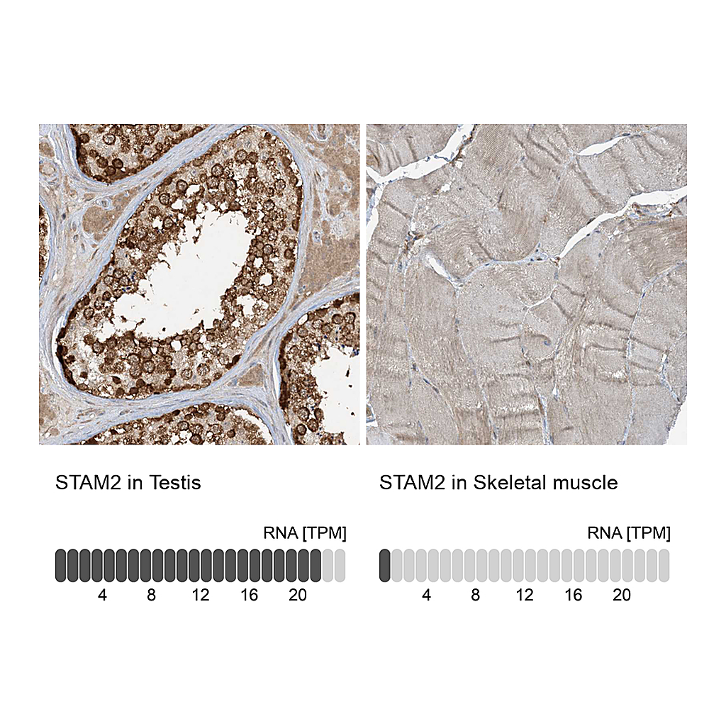 Atlas Antibodies Anti-STAM2 Antibody