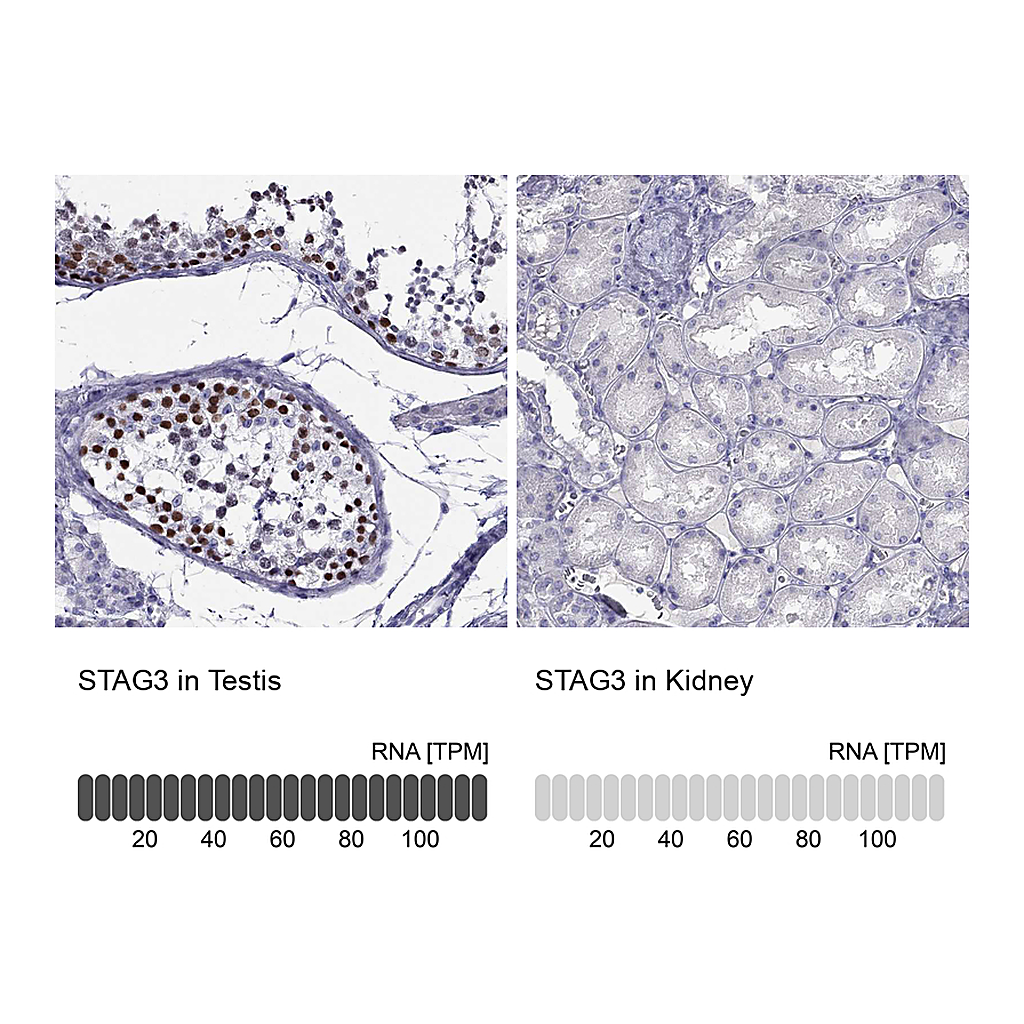 Atlas Antibodies Anti-STAG3 Antibody
