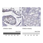 Atlas Antibodies Anti-STAG3 Antibody