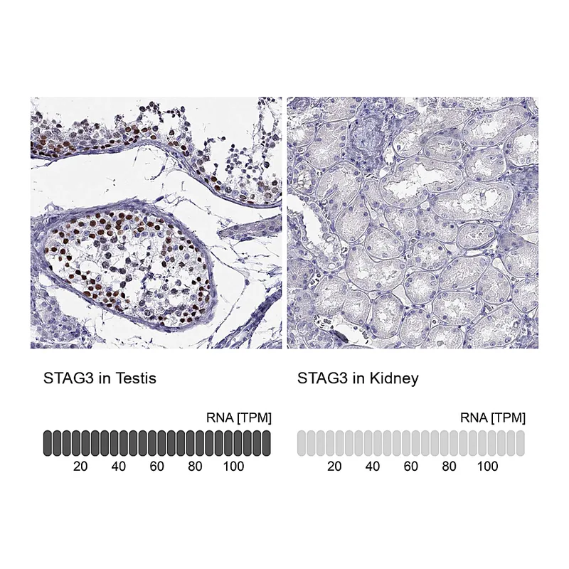 Atlas Antibodies Anti-STAG3 Antibody