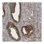 Atlas Antibodies Anti-STAMBP Antibody