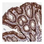 Atlas Antibodies Anti-STAMBPL1 Antibody