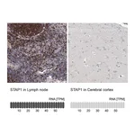 Atlas Antibodies Anti-STAP1 Antibody
