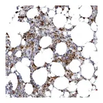 Atlas Antibodies Anti-STAP2 Antibody
