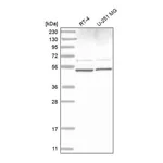 Atlas Antibodies Anti-STAMBP Antibody