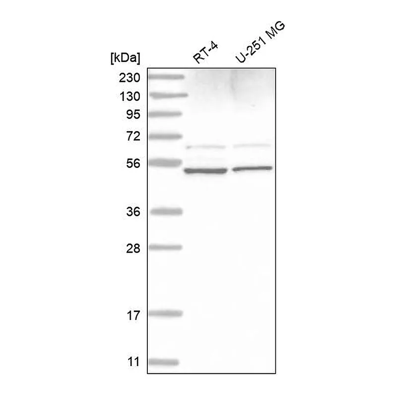 Atlas Antibodies Anti-STAMBP Antibody