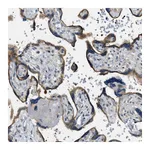 Atlas Antibodies Anti-STARD13 Antibody