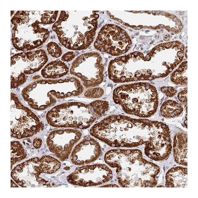 Atlas Antibodies Anti-STARD8 Antibody