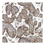 Atlas Antibodies Anti-STARD4 Antibody