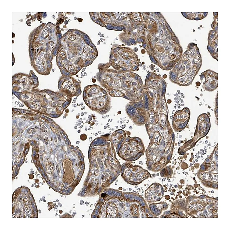 Atlas Antibodies Anti-STARD4 Antibody