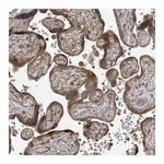 Atlas Antibodies Anti-STARD4 Antibody