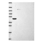 Atlas Antibodies Anti-STARD3 Antibody