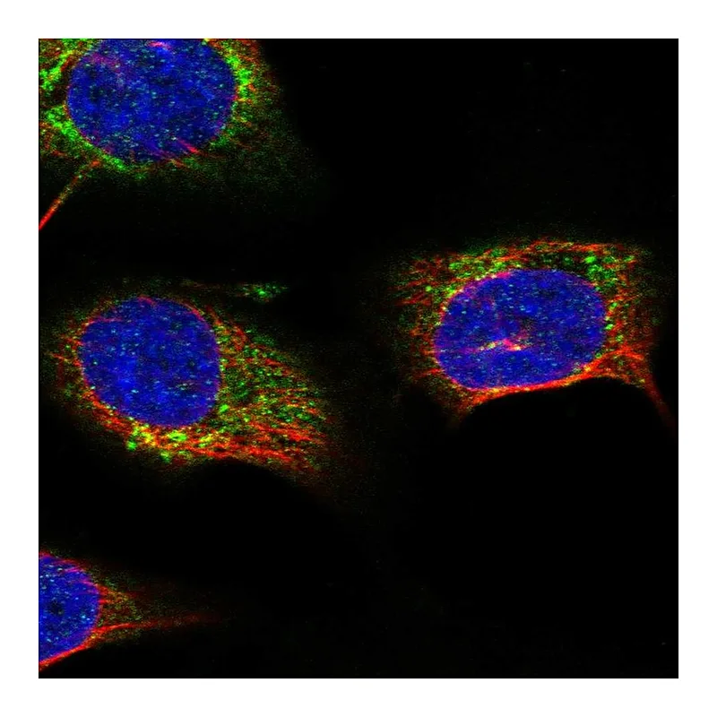 Atlas Antibodies Anti-STARD7 Antibody
