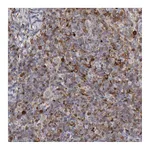 Atlas Antibodies Anti-STAT1 Antibody