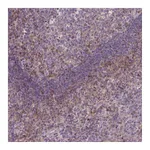 Atlas Antibodies Anti-STAT5A Antibody