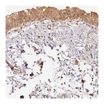 Atlas Antibodies Anti-STAU1 Antibody