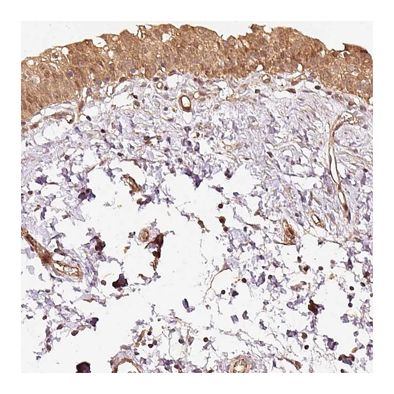 Atlas Antibodies Anti-STAU1 Antibody