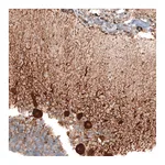 Atlas Antibodies Anti-STAU2 Antibody