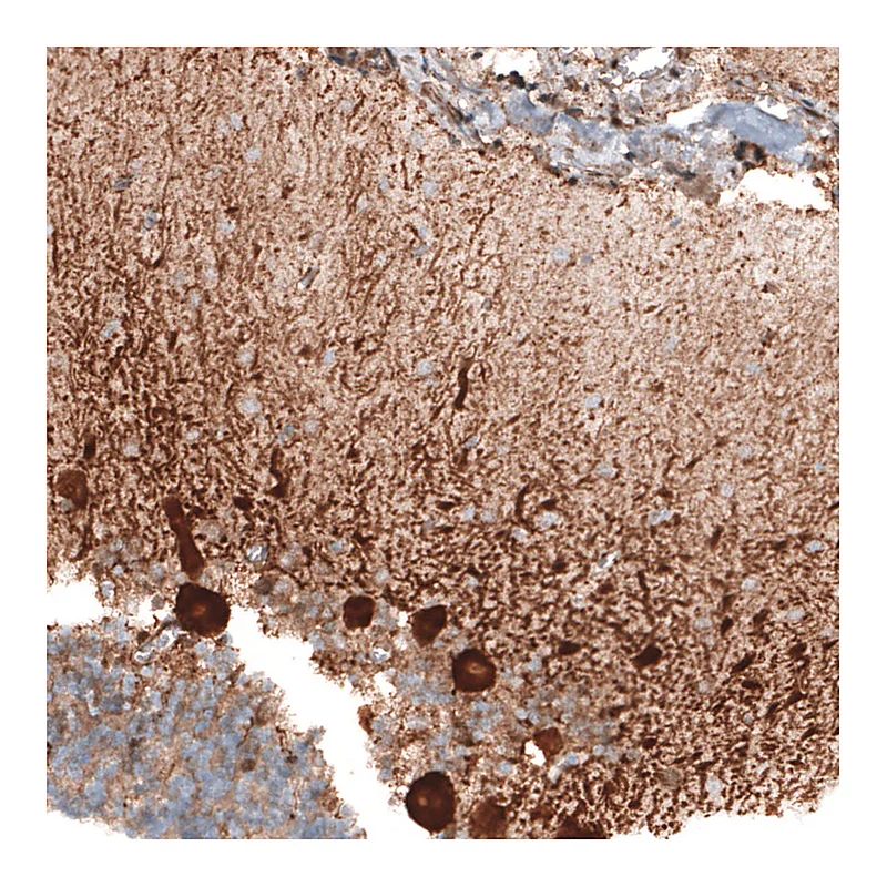 Atlas Antibodies Anti-STAU2 Antibody
