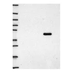 Atlas Antibodies Anti-STAU1 Antibody