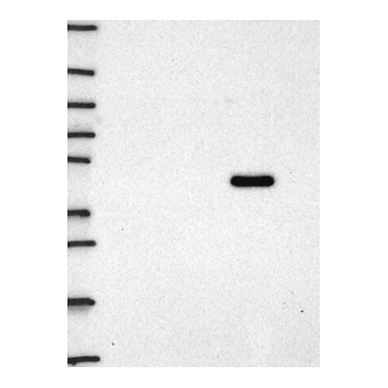 Atlas Antibodies Anti-STAU1 Antibody