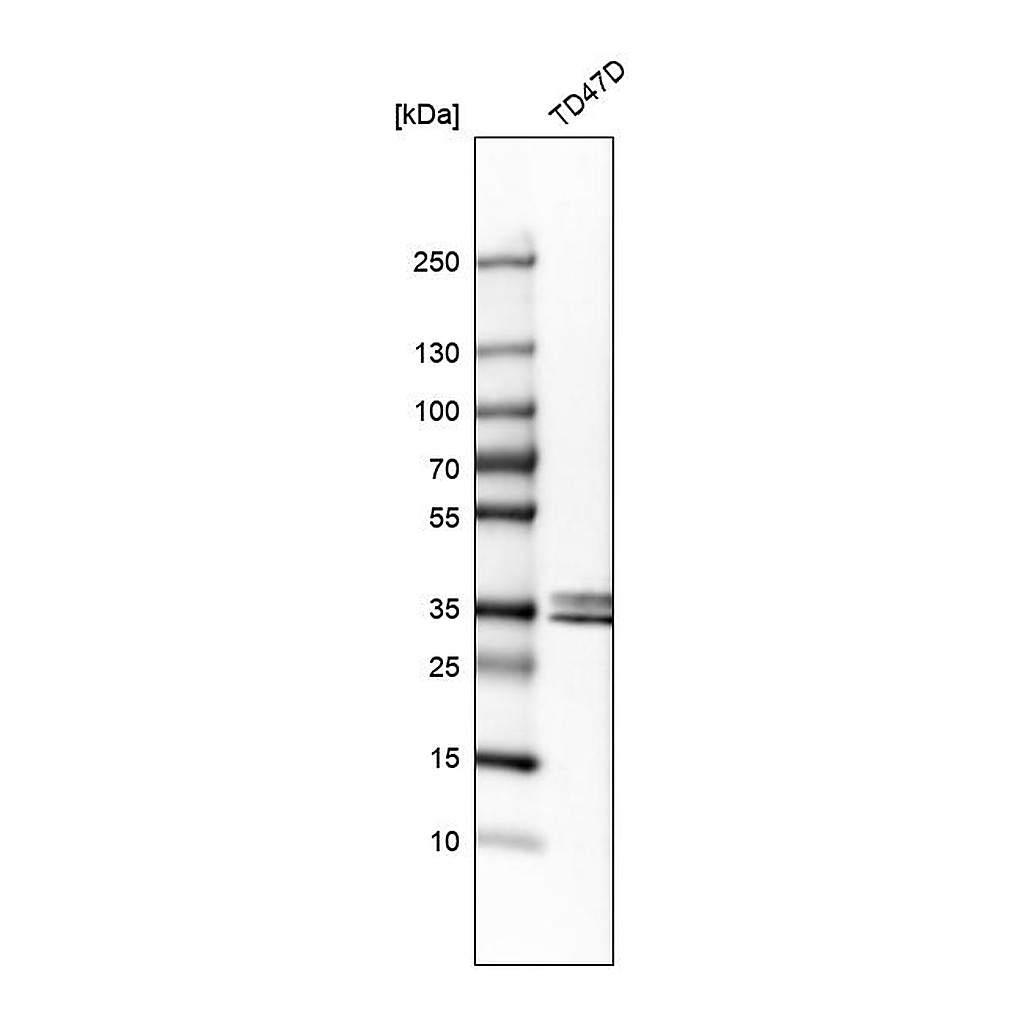 Atlas Antibodies Anti-STC2 Antibody