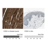 Atlas Antibodies Anti-STBD1 Antibody
