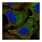 Atlas Antibodies Anti-STIL Antibody