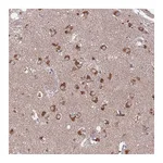 Atlas Antibodies Anti-STIM2 Antibody
