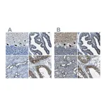 Atlas Antibodies Anti-STIM1 Antibody