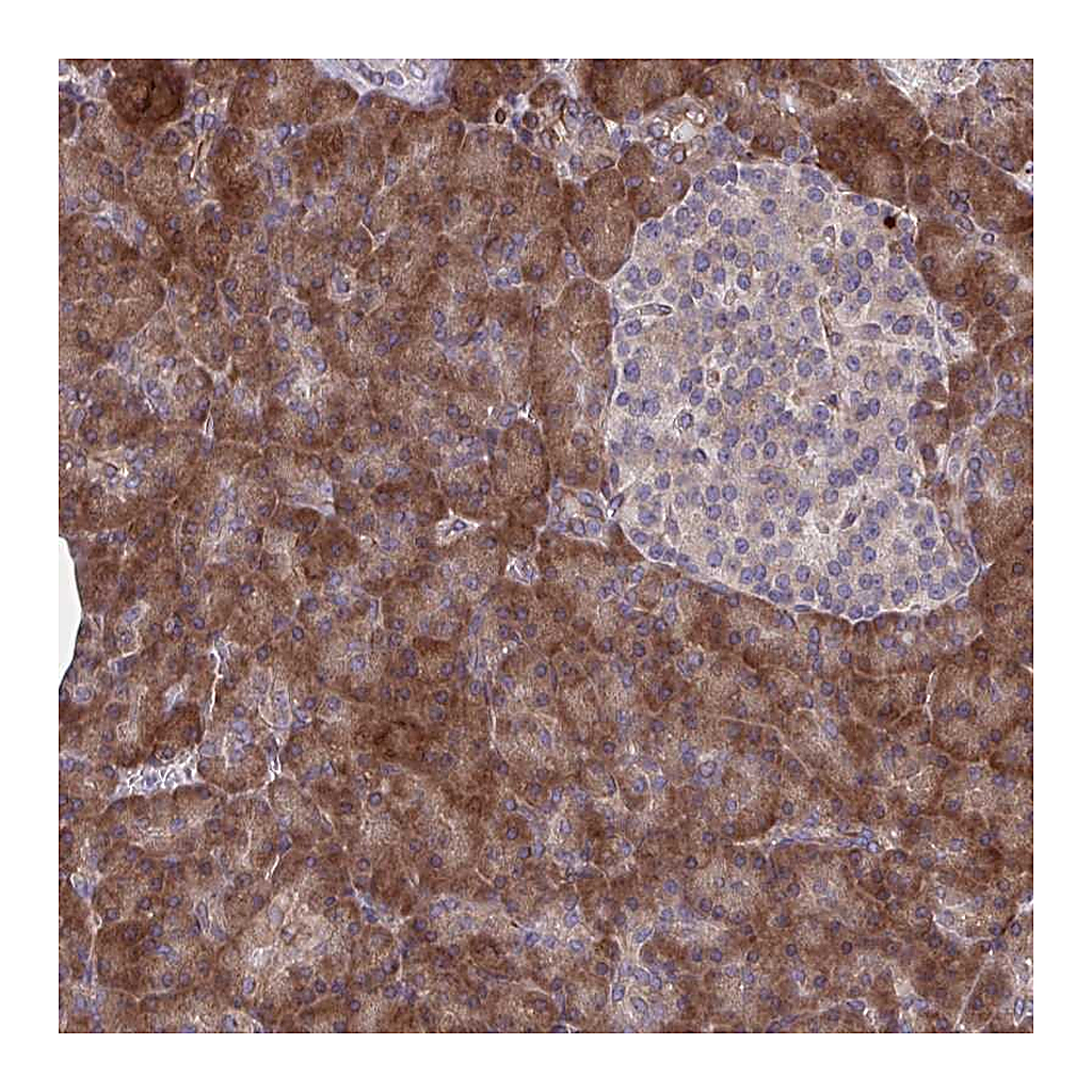 Atlas Antibodies Anti-STIM2 Antibody