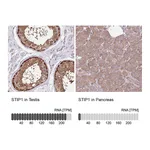 Atlas Antibodies Anti-STIP1 Antibody