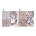 Atlas Antibodies Anti-STIP1 Antibody