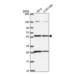 Atlas Antibodies Anti-STK11 Antibody