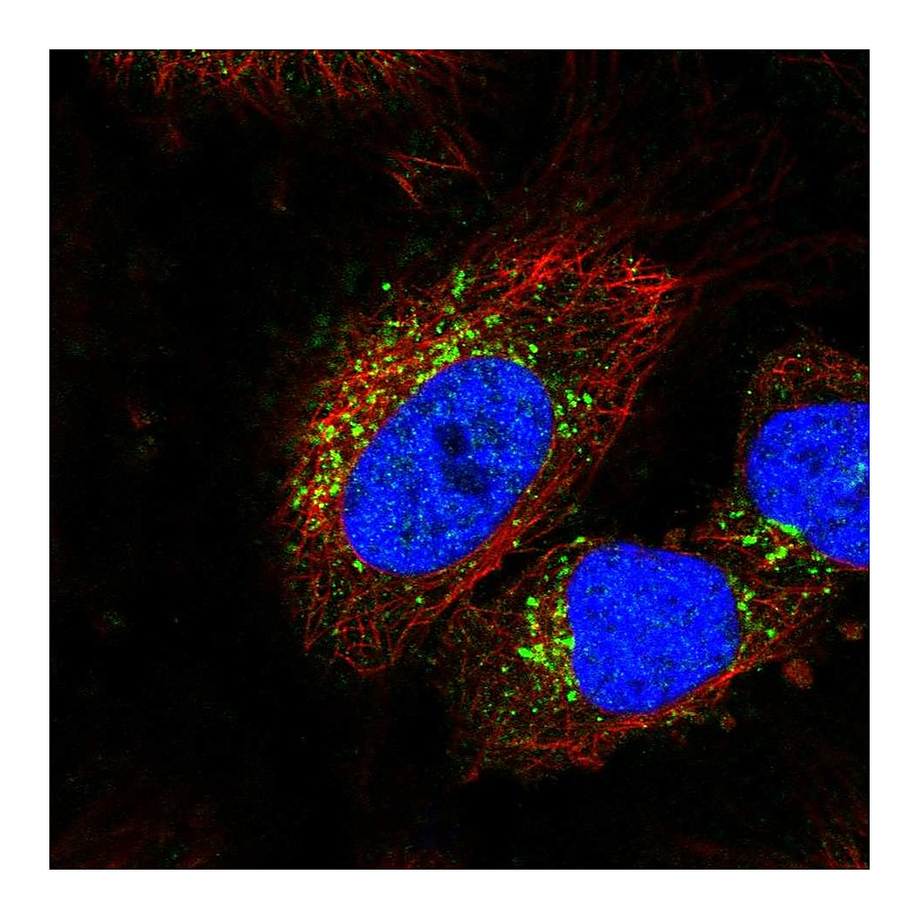 Atlas Antibodies Anti-STK11IP Antibody