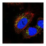 Atlas Antibodies Anti-STK11IP Antibody
