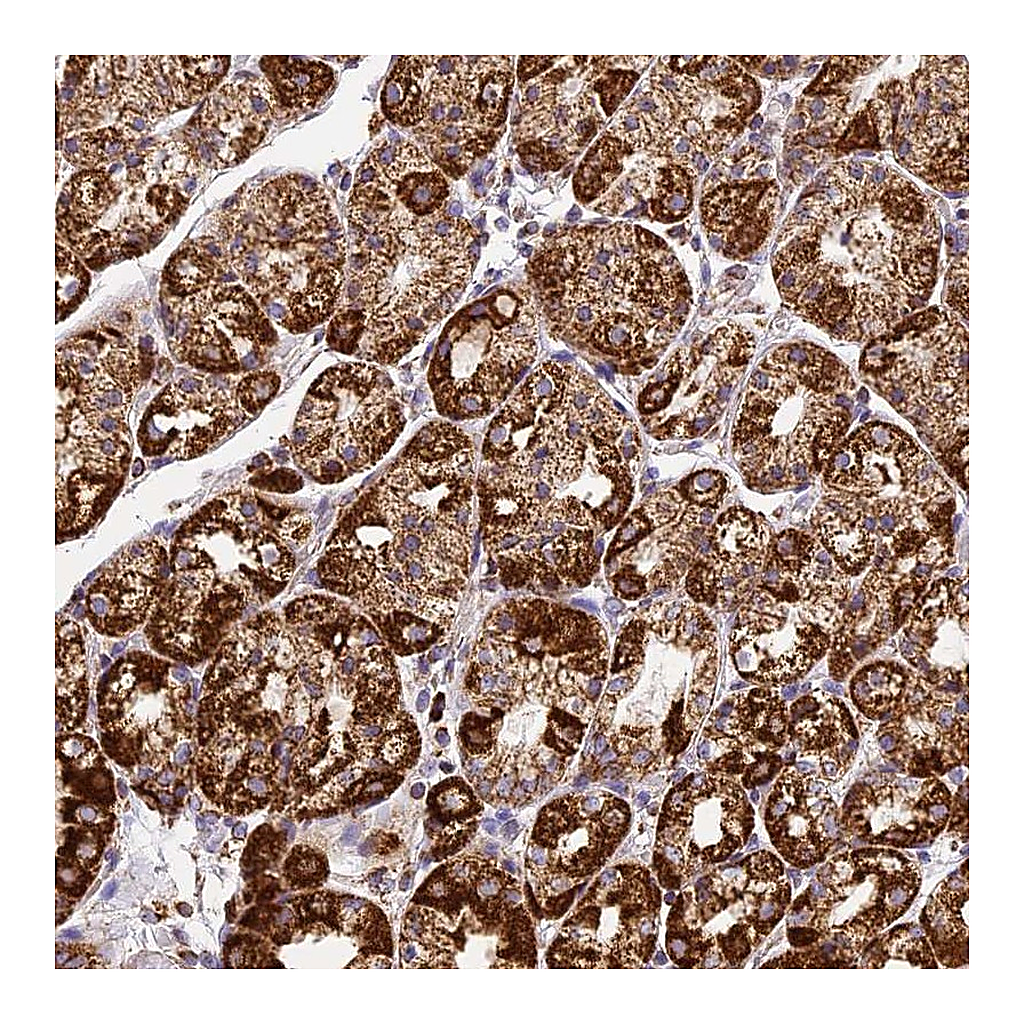Atlas Antibodies Anti-STK17A Antibody