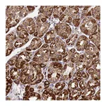 Atlas Antibodies Anti-STK17A Antibody