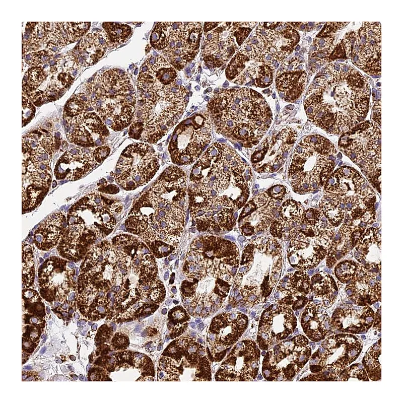 Atlas Antibodies Anti-STK17A Antibody