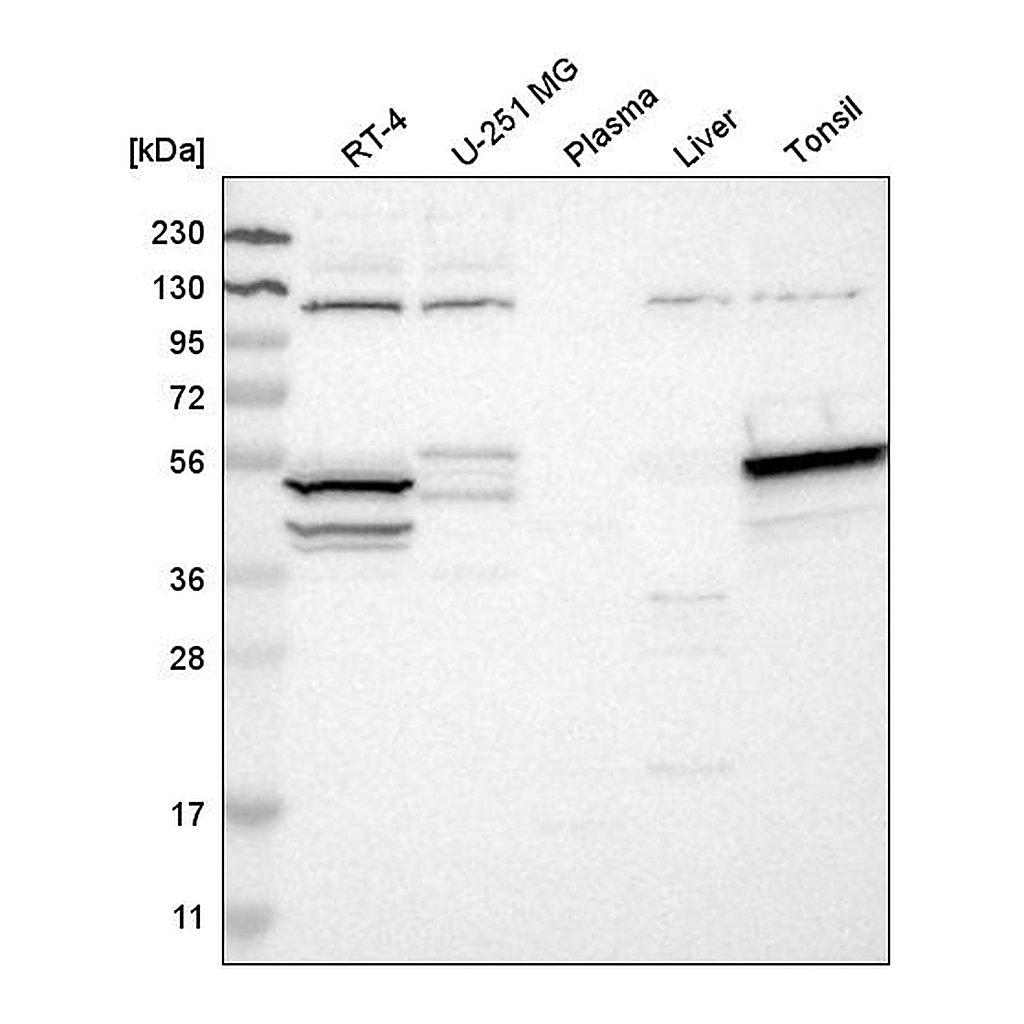 Atlas Antibodies Anti-STK17A Antibody