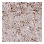 Atlas Antibodies Anti-STK25 Antibody
